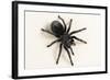 Brazilian Black Tarantula (Theraphosidae), captive, Brazil, South America-Janette Hill-Framed Photographic Print