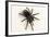 Brazilian Black Tarantula (Theraphosidae), captive, Brazil, South America-Janette Hill-Framed Photographic Print