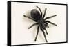 Brazilian Black Tarantula (Theraphosidae), captive, Brazil, South America-Janette Hill-Framed Stretched Canvas