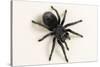 Brazilian Black Tarantula (Theraphosidae), captive, Brazil, South America-Janette Hill-Stretched Canvas