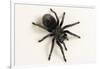 Brazilian Black Tarantula (Theraphosidae), captive, Brazil, South America-Janette Hill-Framed Photographic Print