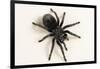 Brazilian Black Tarantula (Theraphosidae), captive, Brazil, South America-Janette Hill-Framed Photographic Print