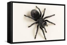 Brazilian Black Tarantula (Theraphosidae), captive, Brazil, South America-Janette Hill-Framed Stretched Canvas