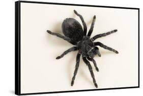 Brazilian Black Tarantula (Theraphosidae), captive, Brazil, South America-Janette Hill-Framed Stretched Canvas