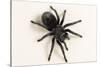 Brazilian Black Tarantula (Theraphosidae), captive, Brazil, South America-Janette Hill-Stretched Canvas