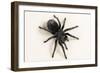 Brazilian Black Tarantula (Theraphosidae), captive, Brazil, South America-Janette Hill-Framed Photographic Print