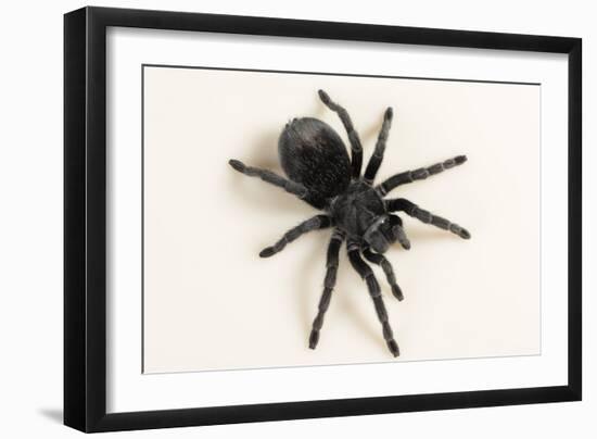 Brazilian Black Tarantula (Theraphosidae), captive, Brazil, South America-Janette Hill-Framed Photographic Print