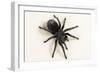 Brazilian Black Tarantula (Theraphosidae), captive, Brazil, South America-Janette Hill-Framed Photographic Print