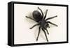 Brazilian Black Tarantula (Theraphosidae), captive, Brazil, South America-Janette Hill-Framed Stretched Canvas