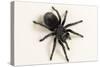 Brazilian Black Tarantula (Theraphosidae), captive, Brazil, South America-Janette Hill-Stretched Canvas