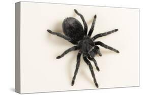 Brazilian Black Tarantula (Theraphosidae), captive, Brazil, South America-Janette Hill-Stretched Canvas