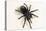 Brazilian Black Tarantula (Theraphosidae), captive, Brazil, South America-Janette Hill-Stretched Canvas