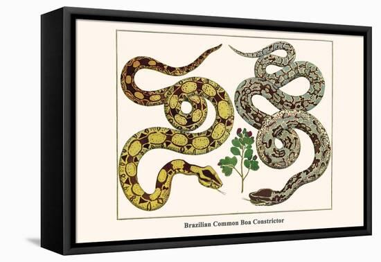 Brazilian Common Boa Constrictor-Albertus Seba-Framed Stretched Canvas