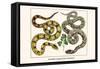 Brazilian Common Boa Constrictor-Albertus Seba-Framed Stretched Canvas