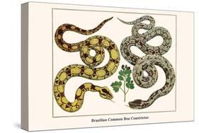 Brazilian Common Boa Constrictor-Albertus Seba-Stretched Canvas