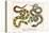 Brazilian Common Boa Constrictor-Albertus Seba-Stretched Canvas
