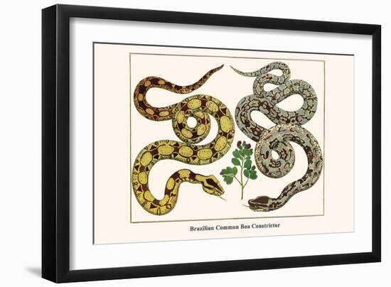 Brazilian Common Boa Constrictor-Albertus Seba-Framed Art Print