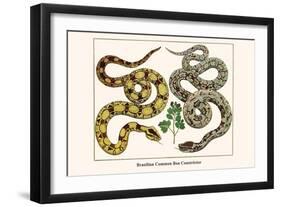 Brazilian Common Boa Constrictor-Albertus Seba-Framed Art Print