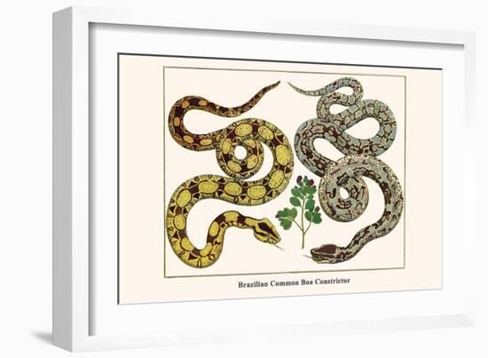 Brazilian Common Boa Constrictor-Albertus Seba-Framed Art Print