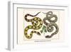 Brazilian Common Boa Constrictor-Albertus Seba-Framed Art Print