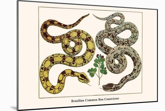 Brazilian Common Boa Constrictor-Albertus Seba-Mounted Art Print