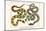 Brazilian Common Boa Constrictor-Albertus Seba-Mounted Art Print