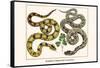 Brazilian Common Boa Constrictor-Albertus Seba-Framed Stretched Canvas