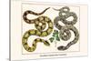 Brazilian Common Boa Constrictor-Albertus Seba-Stretched Canvas