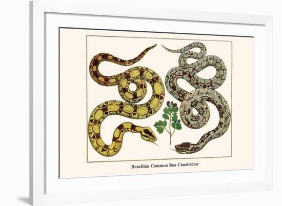 Brazilian Common Boa Constrictor-Albertus Seba-Framed Premium Giclee Print