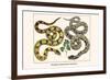 Brazilian Common Boa Constrictor-Albertus Seba-Framed Premium Giclee Print