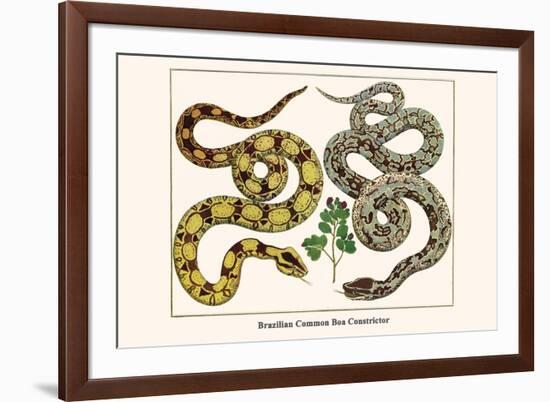 Brazilian Common Boa Constrictor-Albertus Seba-Framed Premium Giclee Print