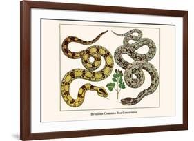 Brazilian Common Boa Constrictor-Albertus Seba-Framed Premium Giclee Print