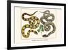 Brazilian Common Boa Constrictor-Albertus Seba-Framed Premium Giclee Print