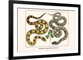 Brazilian Common Boa Constrictor-Albertus Seba-Framed Premium Giclee Print