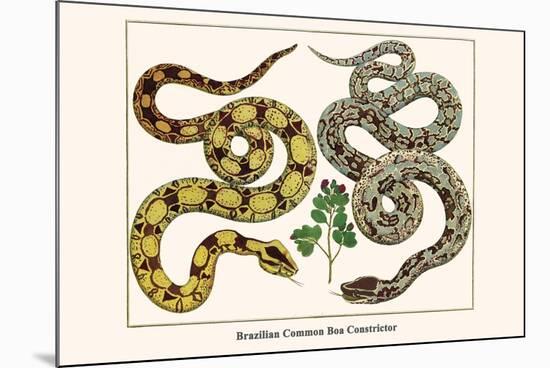 Brazilian Common Boa Constrictor-Albertus Seba-Mounted Premium Giclee Print
