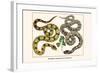 Brazilian Common Boa Constrictor-Albertus Seba-Framed Art Print