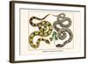 Brazilian Common Boa Constrictor-Albertus Seba-Framed Art Print