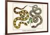 Brazilian Common Boa Constrictor-Albertus Seba-Framed Art Print