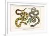 Brazilian Common Boa Constrictor-Albertus Seba-Framed Art Print