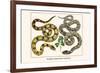 Brazilian Common Boa Constrictor-Albertus Seba-Framed Art Print