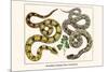 Brazilian Common Boa Constrictor-Albertus Seba-Mounted Art Print