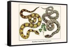 Brazilian Common Boa Constrictor-Albertus Seba-Framed Stretched Canvas