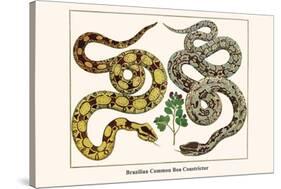 Brazilian Common Boa Constrictor-Albertus Seba-Stretched Canvas