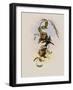 Brazilian Emerald, Chlorostilbon Prasinus-John Gould-Framed Giclee Print