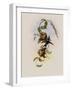 Brazilian Emerald, Chlorostilbon Prasinus-John Gould-Framed Giclee Print