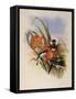 Brazilian Fairy, Heliothrix Auriculatus-John Gould-Framed Stretched Canvas