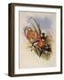 Brazilian Fairy, Heliothrix Auriculatus-John Gould-Framed Giclee Print