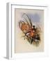 Brazilian Fairy, Heliothrix Auriculatus-John Gould-Framed Giclee Print