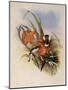 Brazilian Fairy, Heliothrix Auriculatus-John Gould-Mounted Giclee Print