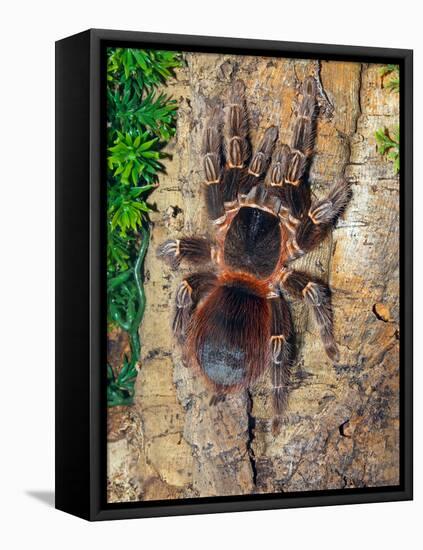 Brazilian Fire Red, One of the Biggest Tarantula Giants, Brazil, South America-Raj Kamal-Framed Stretched Canvas